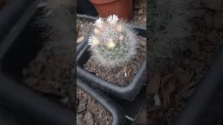 mammillaria bocasana cactus [upl. by Arda]