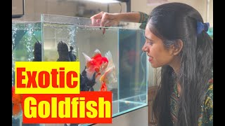 How to buy Exotic goldfish  Goldfish Aquarium  Mayur Devs Tips  How To Stop Goldfish from Dying [upl. by Neelhsa275]