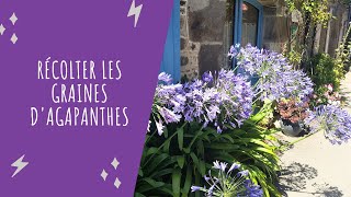 Récolter les graines dagapanthes pour les multiplier [upl. by Ahsenar754]