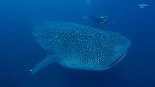 Galapagos Whale Shark Project 2018  by Chris Rohner [upl. by Ury167]