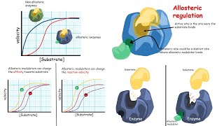 Allosteric regulation of enzymes Introduction [upl. by Allx]