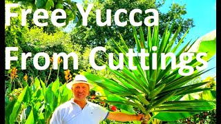 Tropical Gardens UK HOW TO GROW YUCCA ELEPHANTIPES FROM A CUTTING [upl. by Daphie]