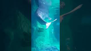 Belugas  Oceanogràfic Aquarium Valencia 🇪🇸 [upl. by Christel]