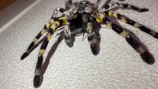 Indian ornamental tarantula Poecilotheria regalis feeding [upl. by Eisinger]