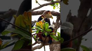 A Feast of Tropical Almond Trees by the Red Shanked Douc Langur at InterContinental Danang [upl. by Eivets]