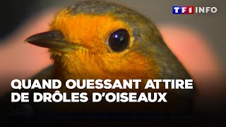 Quand Ouessant attire de drôles doiseaux｜TF1 INFO [upl. by Mrots]