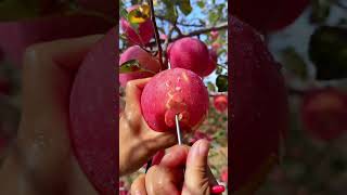 Red Apple is crispy sweet and has a strong fruity flavor farming [upl. by Rooney361]