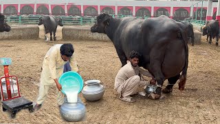 Final Milking 32914 Kg Milk Record of Haji Shaukat Doggar of Multan Buffalo Dairy Farm [upl. by Jacobsen359]