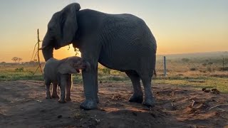 Birthday Elephant 16yearold Klaserie amp Her Special Female Bonds in the Herd [upl. by Oswald]