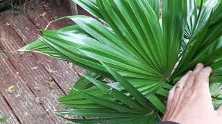 Livistona chinensis growing in Uk [upl. by Riggall73]