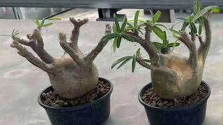 Pachypodium for preorder from Vietnam 🇻🇳 [upl. by Inneg]