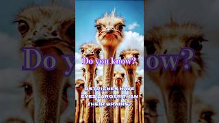 Ostriches eyes and their brain size animals generalknowledge facts [upl. by Trellas460]