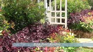 Southern Living Nandinas Youll Love  Blush Pink Nandina Offers Brilliant Fall amp Winter Color [upl. by Friedrich807]