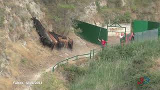 Falces Patronales 2024 Encierro del Pilón Ganadería Teodoro Vergara 12082024 [upl. by Ram548]