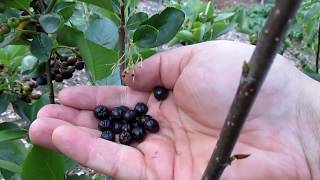 This Easy To Grow Berry Has 3 Xs The Antioxidants As Blueberries [upl. by Shirlie]