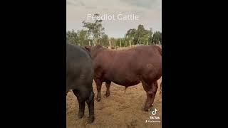 Feedlot Cycle Cattle Info [upl. by Nikal]