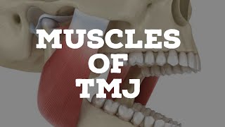 Muscles of temporomandibular joint [upl. by Airegin]