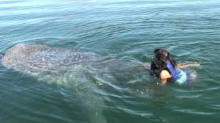 Swimming with a Baja Whale Shark [upl. by Avad]