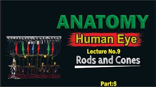 Rods and Cones  Photoreceptors of the eye  Structure of Rods and Cones  Learn Easily [upl. by Romelle]