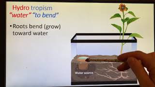 Plant Tropisms [upl. by Enelec]