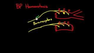 Heart 10  Blood pressure regulation  Baroreceptors [upl. by Tinaret]