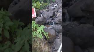 🌊🌊Amboli Ghat dabdaba🌊🌊 [upl. by Ahsinet]