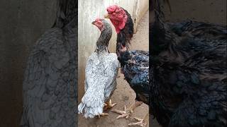 Sandai seval🐓🐔song tamilsong [upl. by Ettezil370]