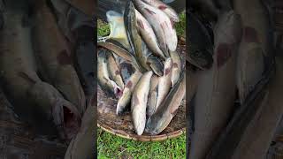 Amazing Cooking Fishes by Rural Chefs CookFishes Part1 YummyCookFishRecipes cookfishrecipe [upl. by Ahtael]