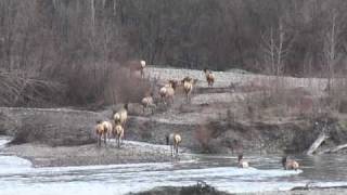 Glacier National Park  Elk Fording the Middle Fork of the Flathead River [upl. by Cavit48]