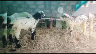 pottelu pillalu పొట్టేలు  top quality sheeps for meat macherla breed sheep lambs [upl. by Thornton]