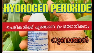 Hydrogen Peroxide for Plants ഹൈഡ്രജൻ പെറോക്സൈഡ് ചെടികൾക്ക് ഇങ്ങനെ ഉപയോഗിച്ചു നോക്കൂ [upl. by Rosemaria]