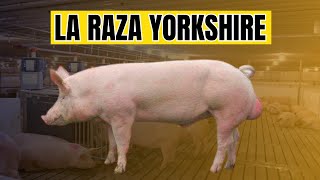 Raza de cerdo Yorkshire y sus ventajas al criarla Las mejores madres [upl. by Asehr]