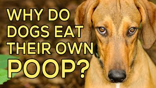 Why Do Dogs Eat Their Own Poop [upl. by Anitserp319]