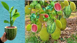 Jackfruit and Watermelon The most lethal technique for grafting tree  how to grow jackfruit tree [upl. by Tiffani]