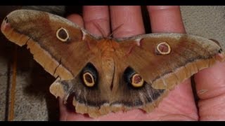 Giant Silk Moth up Close The Polyphemus Moth [upl. by Marlen]