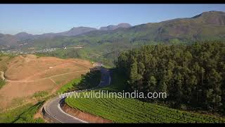 Early morning aerial view of tea gardens around Pampadum National Park of The Westerns Ghats Kerala [upl. by Pendleton]