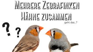 Kann man Zebrafinken Männchen zusammen halten [upl. by Cailly]