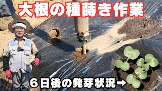 大根の種蒔き作業と６日後の発芽状況【残暑が厳しい】【耐病総太り大根】【マルチ栽培】2024年9月9日 9月15日 [upl. by Ateuqram]