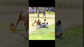 🤣jallikattu comedy 🤣 [upl. by Naletak]