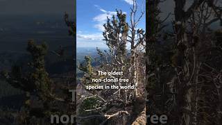 The longestlived trees in the WORLD Bristlecone Pine [upl. by Dieterich]