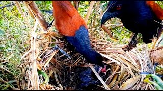 Greater coucal birds forced to eat worms alivebirds amp baby [upl. by Acnaiv]