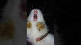 Little bunny screaming  rabbit screaming video [upl. by Penhall434]