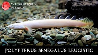 Polypterus senegalus leucistic Ancient fish with UNIQUE morph Leopard Aquatic D007D [upl. by Erline]