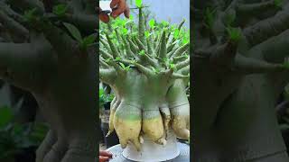 Bonsai Root Fertilizer Desert Rose Plant Flower Gardening Adenium [upl. by Ansley]