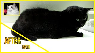 Domestic Shorthair Cat  Before amp After bath [upl. by Duma]