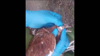 Chicken eye disease coryza treatment satisfyingvideo shorts [upl. by Asirrac]