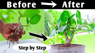 How to make Ficus Bonsai Easily Step by Step [upl. by Lepine]