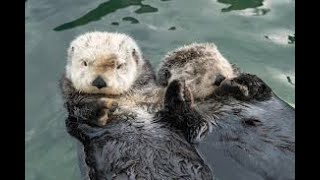 Otters holding hands while sleeping [upl. by Ameehsat]