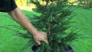 Gartenbonsai Taxus baccata Eibe Grundgestaltung [upl. by Ulita]