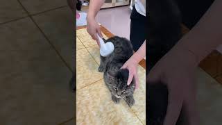 Pawsome Grooming A Cats Best Life aumuca aumucacatbrush cats catlover catshorts catvideos [upl. by Anatsirhc946]